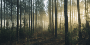 forest filled with trees at sunrise